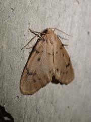 Paidia rica