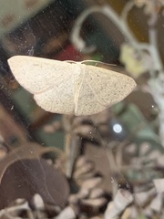 Cyclophora obstataria