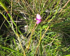 Polygala refracta