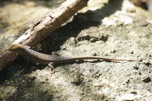 Whitsunday Rainbow Skink