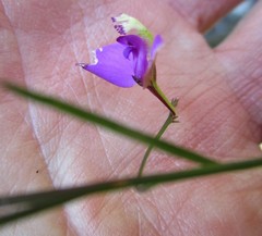 Polygala refracta