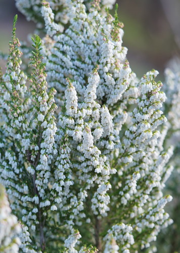 Erica lusitanica