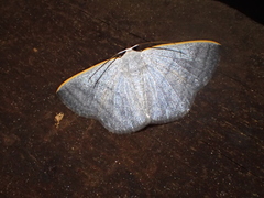 Lomographa aluta