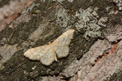 Idaea moniliata