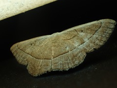 Rhynchobapta cervinaria