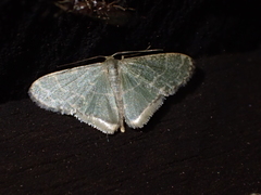 Lophophleps triangularis