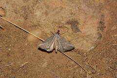Zekelita ravulalis