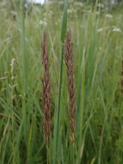 Leymus chinensis