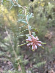 Grevillea phylicoides