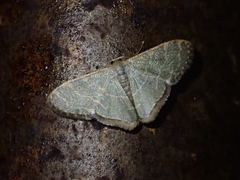 Lophophleps triangularis