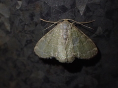 Lophophleps triangularis