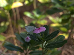 Elodina