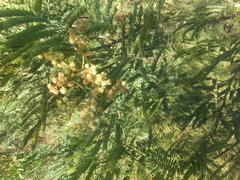 Acacia glaucocarpa
