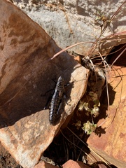 Monistria pustulifera