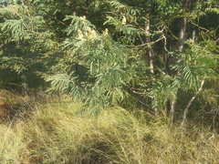 Acacia glaucocarpa