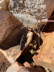 Monistria pustulifera