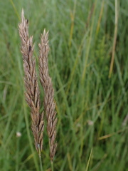 Leymus chinensis