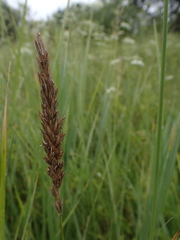 Leymus chinensis