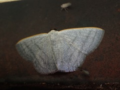 Lomographa aluta