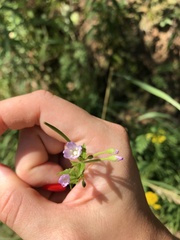 Epilobium montanum
