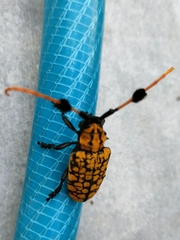 Aristobia approximator