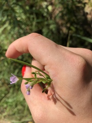 Epilobium montanum