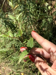 Epilobium montanum