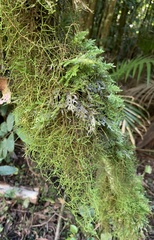 Thuidiopsis
