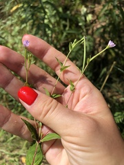 Epilobium montanum