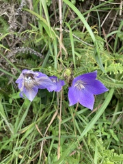 Platycodon