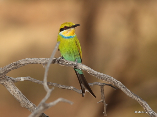 Swallow-tailed Bee-eater