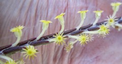 Struthiola fasciata