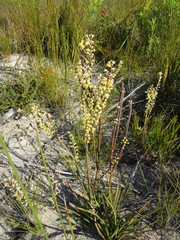 Struthiola fasciata