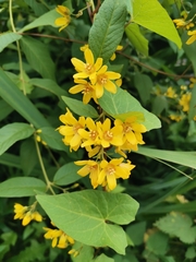 Lysimachia vulgaris