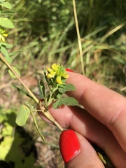 Trifolium aureum
