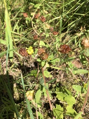 Trifolium aureum