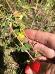 Trifolium aureum