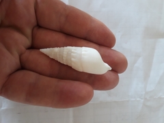 Rhinoclavis vertagus