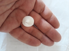 Rhinoclavis vertagus