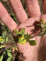 Trifolium aureum