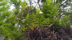 Davallia divaricata