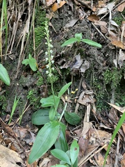 Peristylus goodyeroides