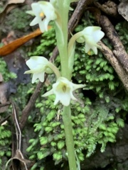 Peristylus goodyeroides