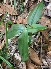 Peristylus goodyeroides