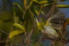 Apalis flavida neglecta