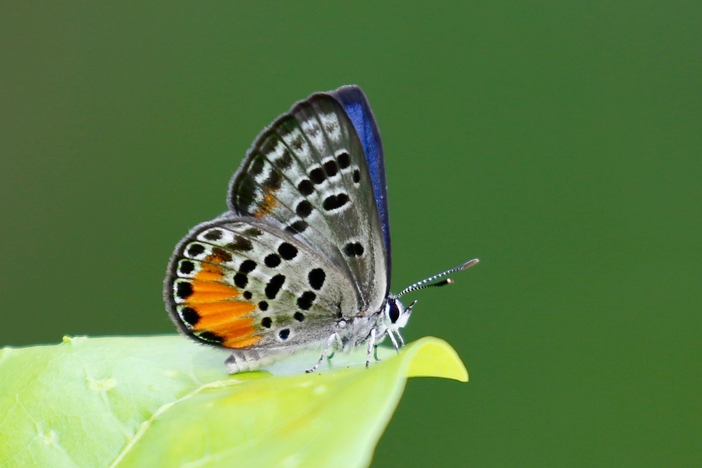 Luthrodes cleotas
