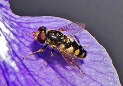Parhelophilus rex