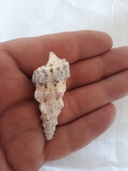 Cerithium nodulosum