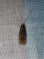 Cyrnus trimaculatus