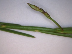 Polygala refracta